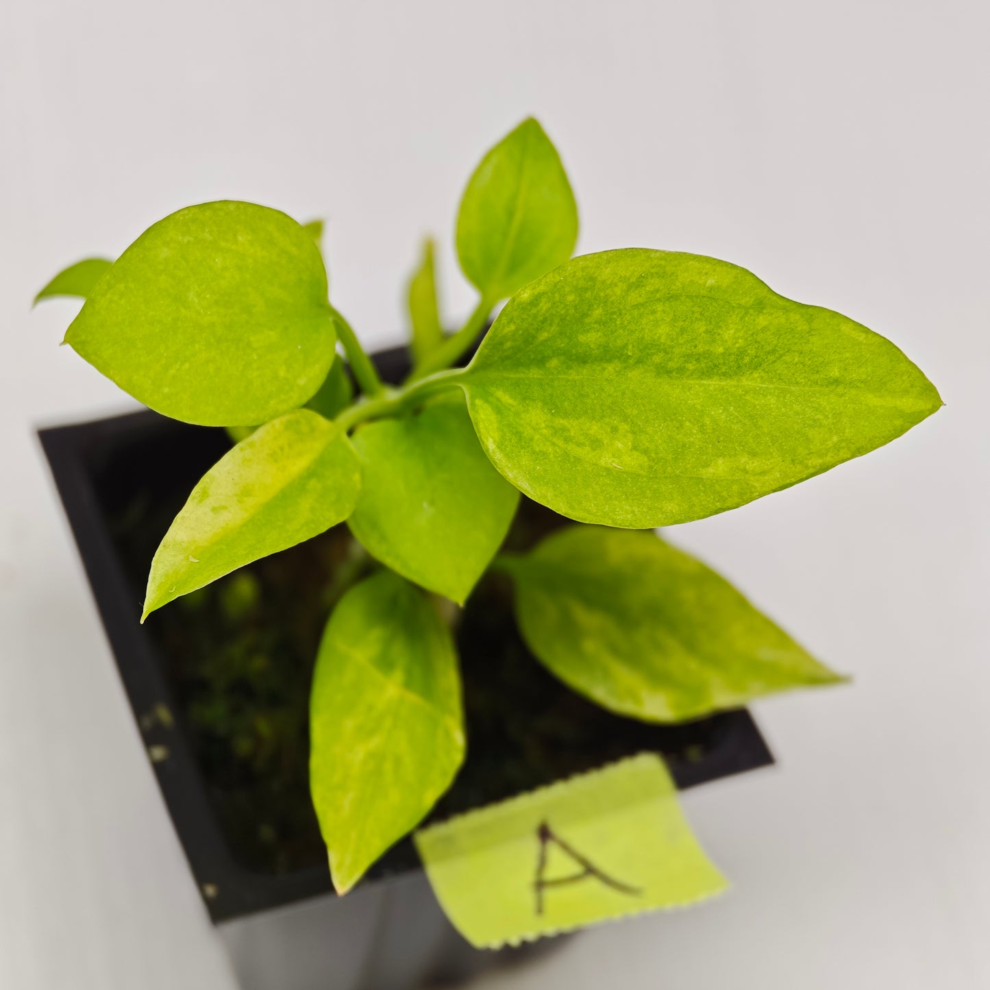 Anthurium vittariifolium Variegated