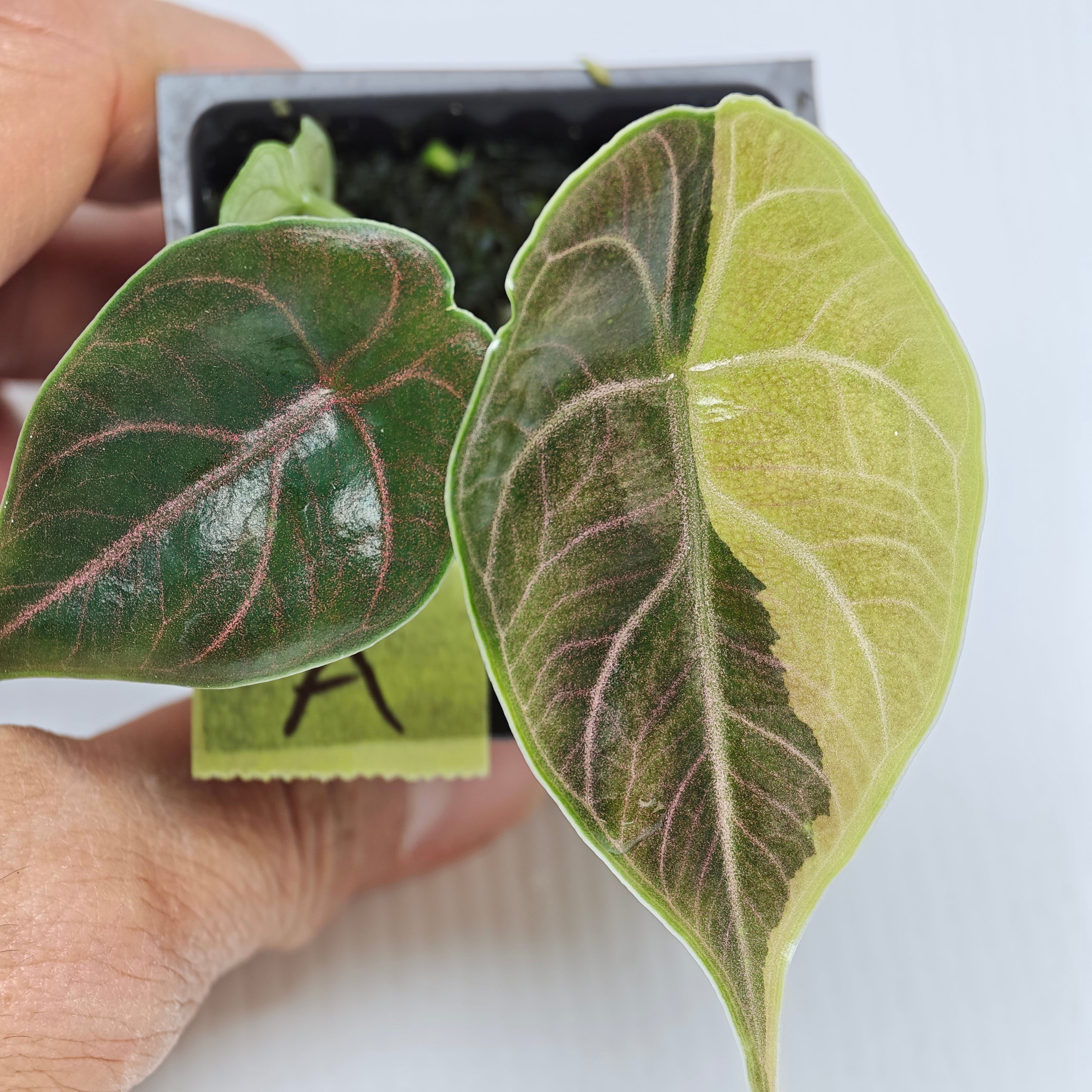 Alocasia azlanii Aurea Variegated – Flora Magnifica Australia