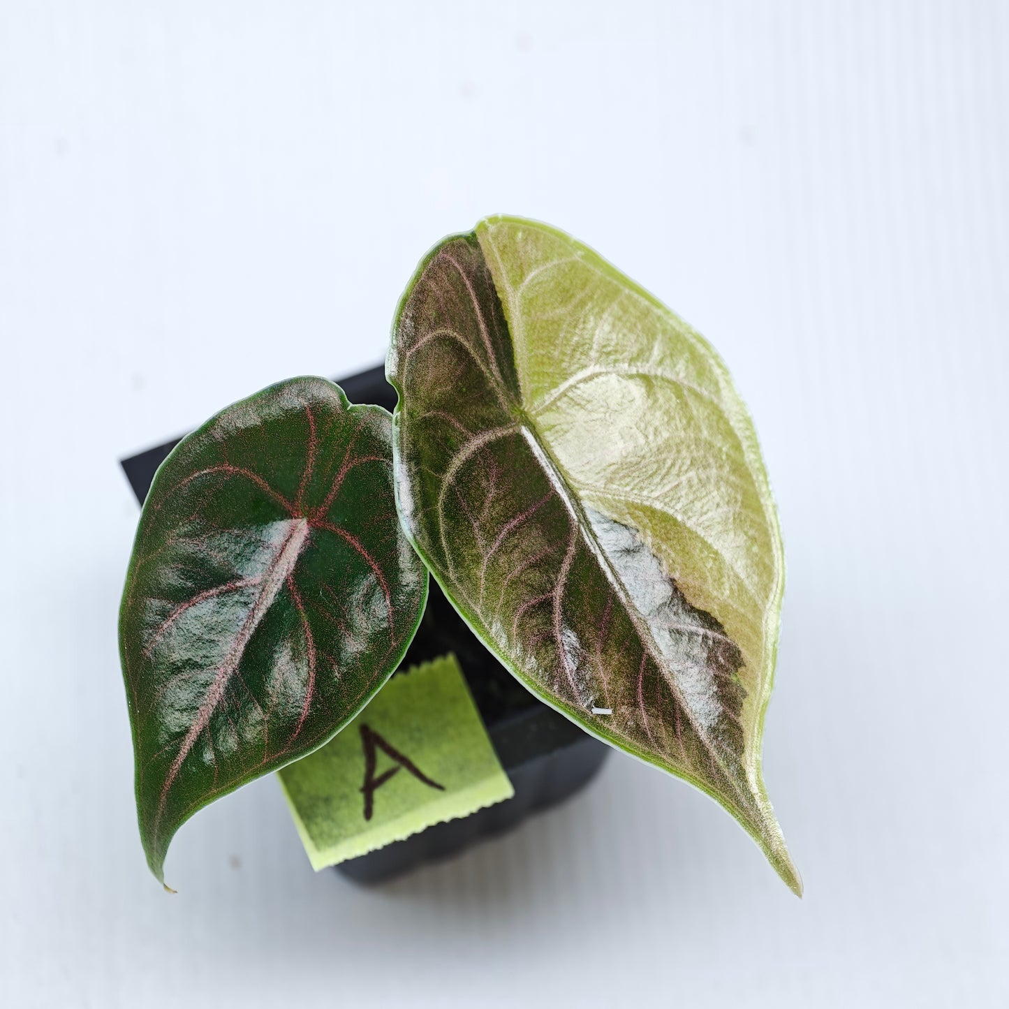 Alocasia azlanii Aurea Variegated