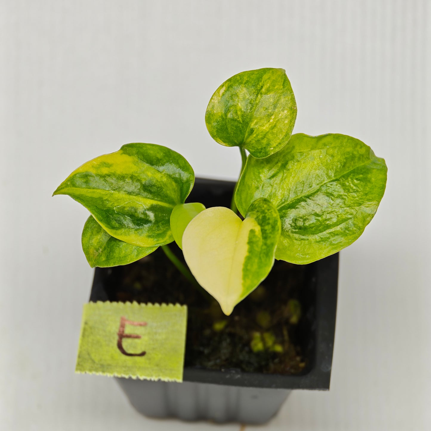 Anthurium Foliage Wave of Love Aurea Variegated