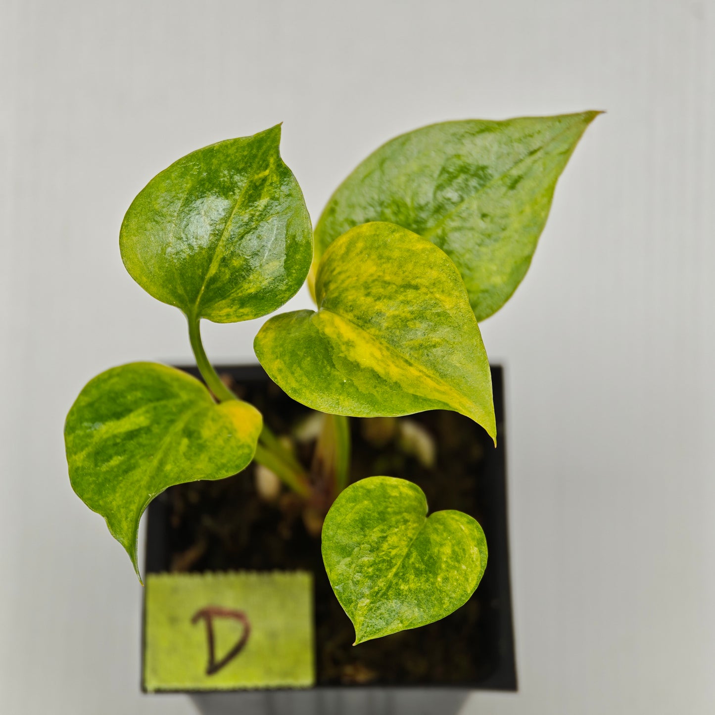Anthurium Foliage Wave of Love Aurea Variegated