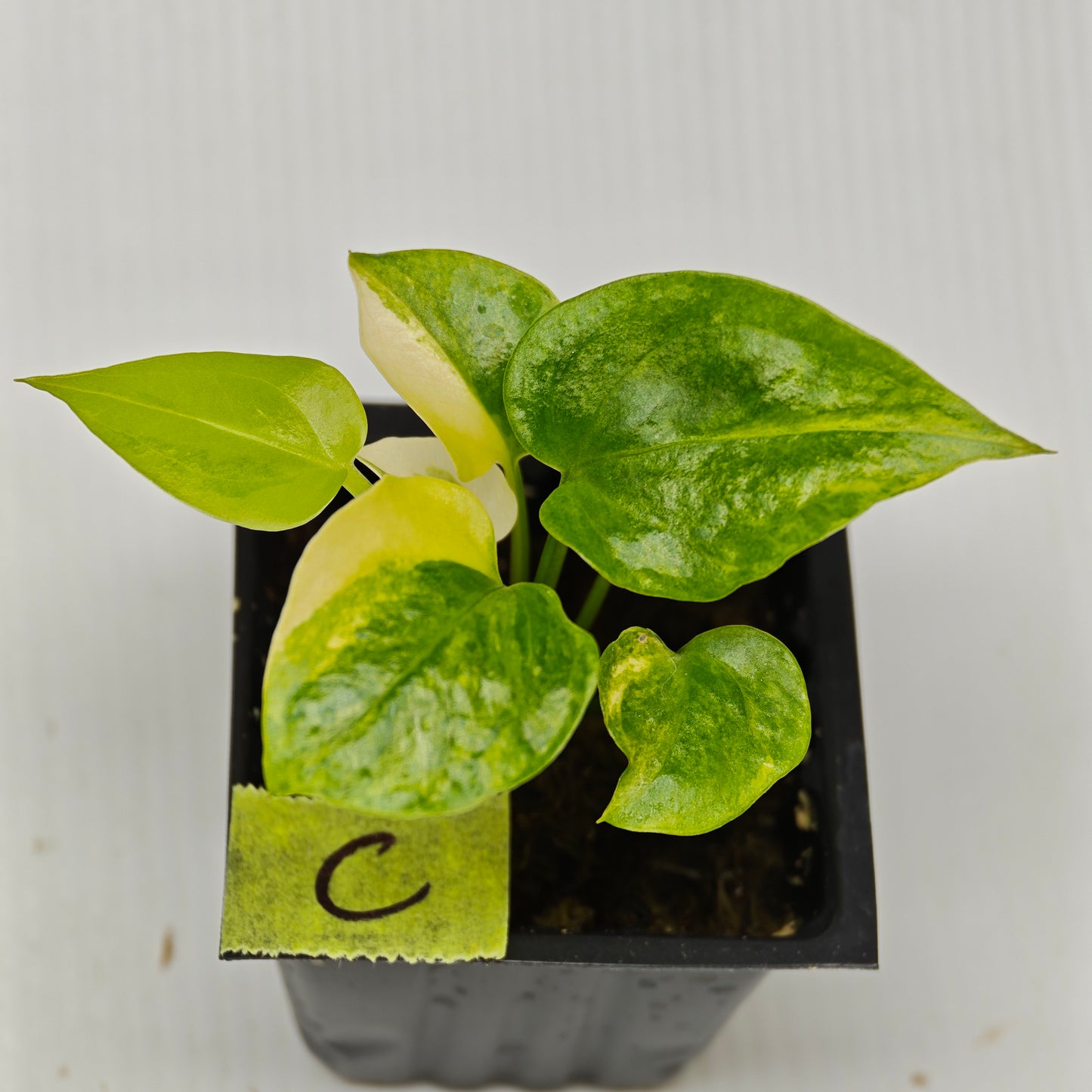 Anthurium Foliage Wave of Love Aurea Variegated