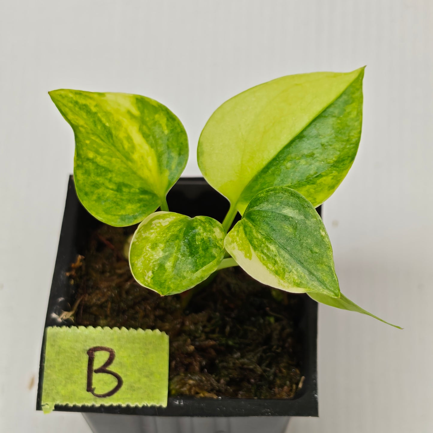 Anthurium Foliage Wave of Love Aurea Variegated