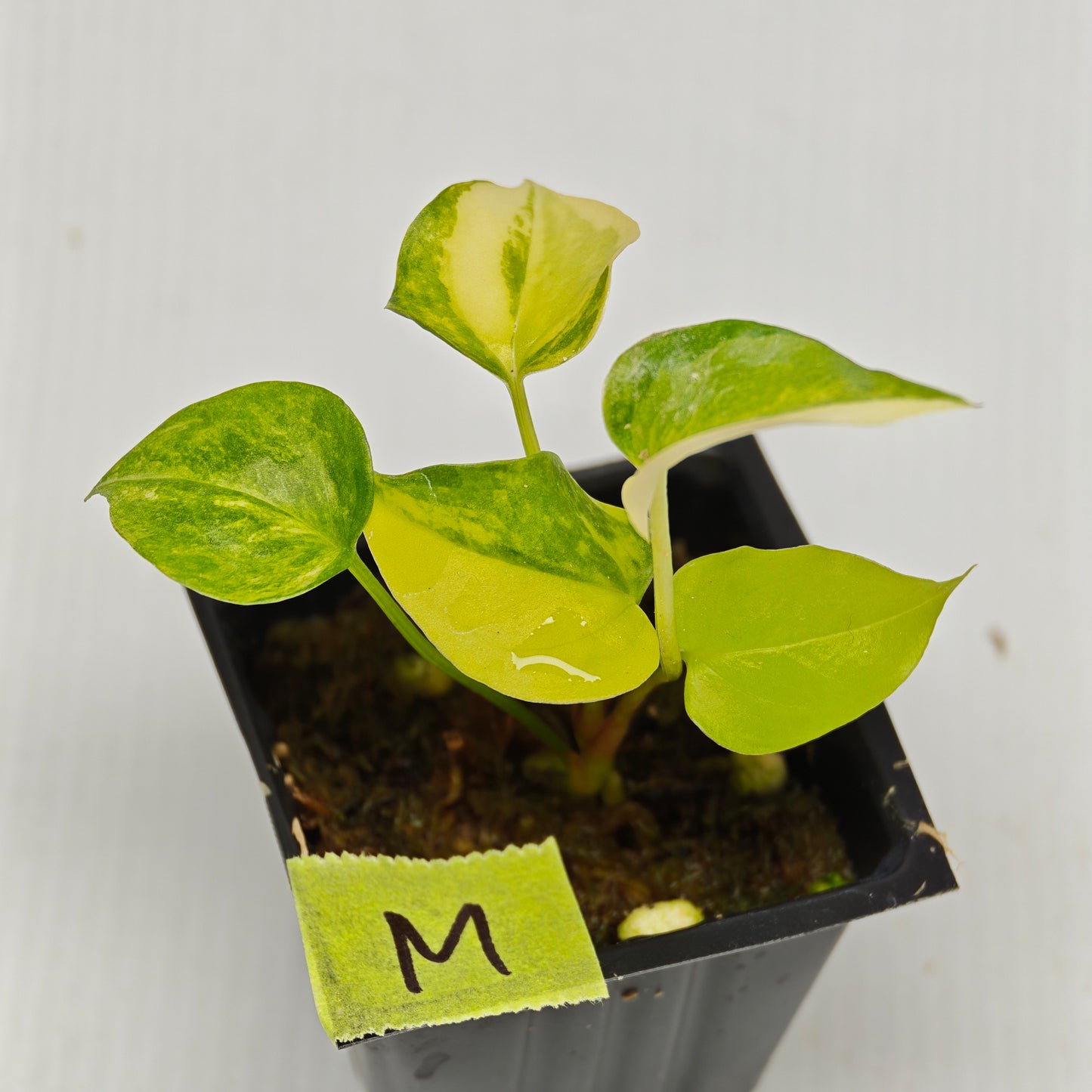 Anthurium Foliage Wave of Love Aurea Variegated