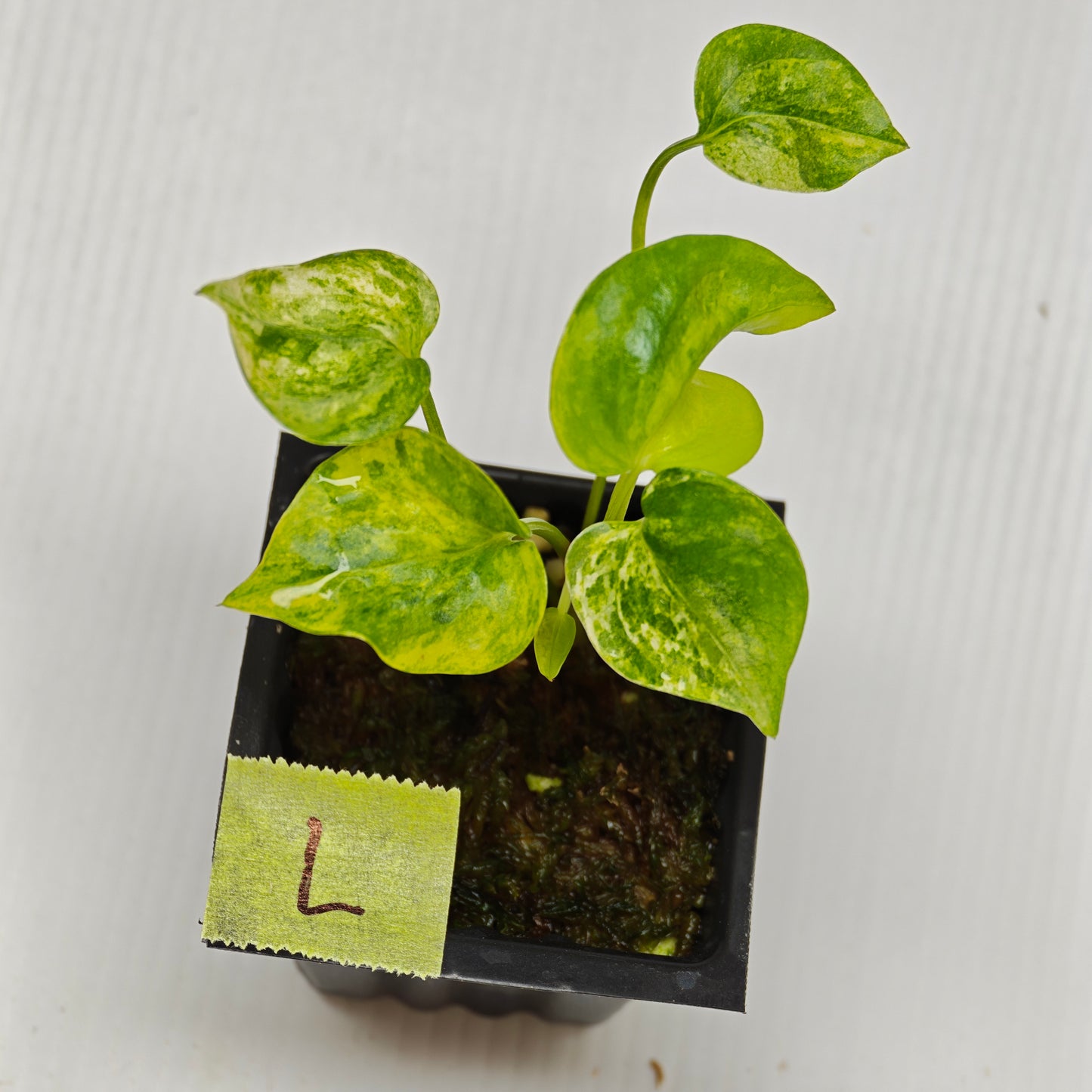 Anthurium Foliage Wave of Love Aurea Variegated