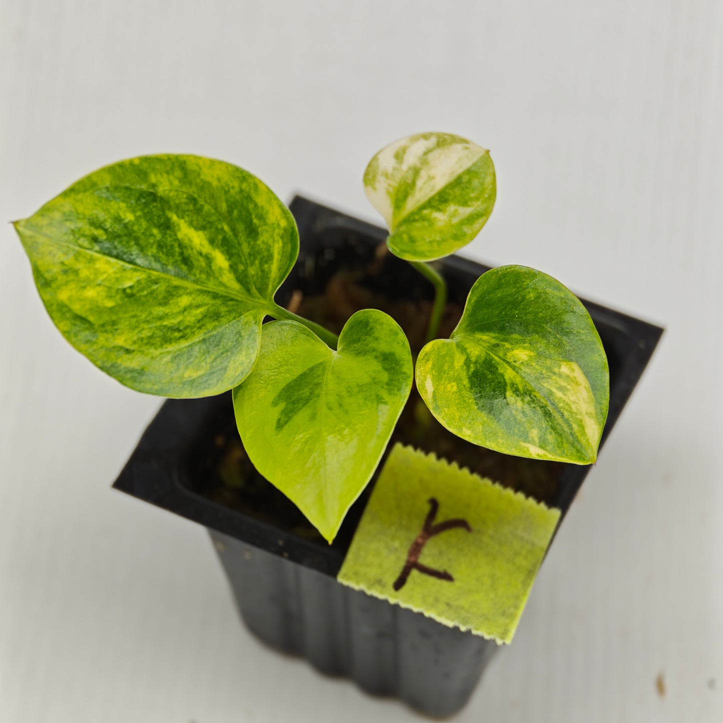 Anthurium Foliage Wave of Love Aurea Variegated