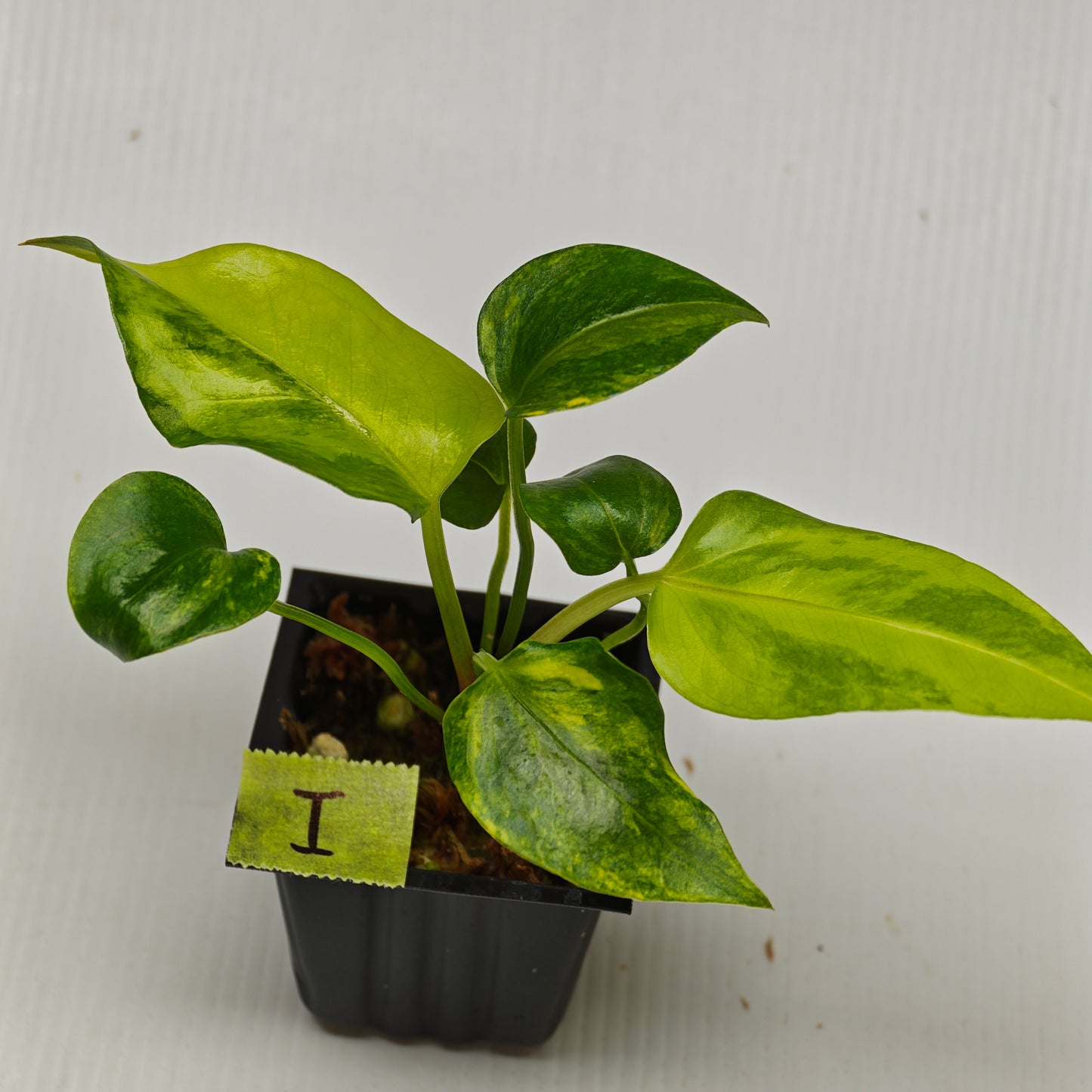 Anthurium Foliage Wave of Love Aurea Variegated