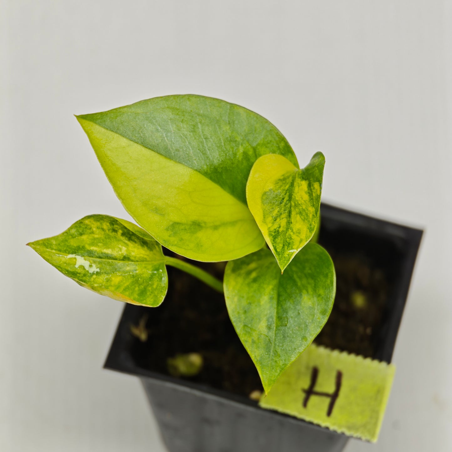 Anthurium Foliage Wave of Love Aurea Variegated