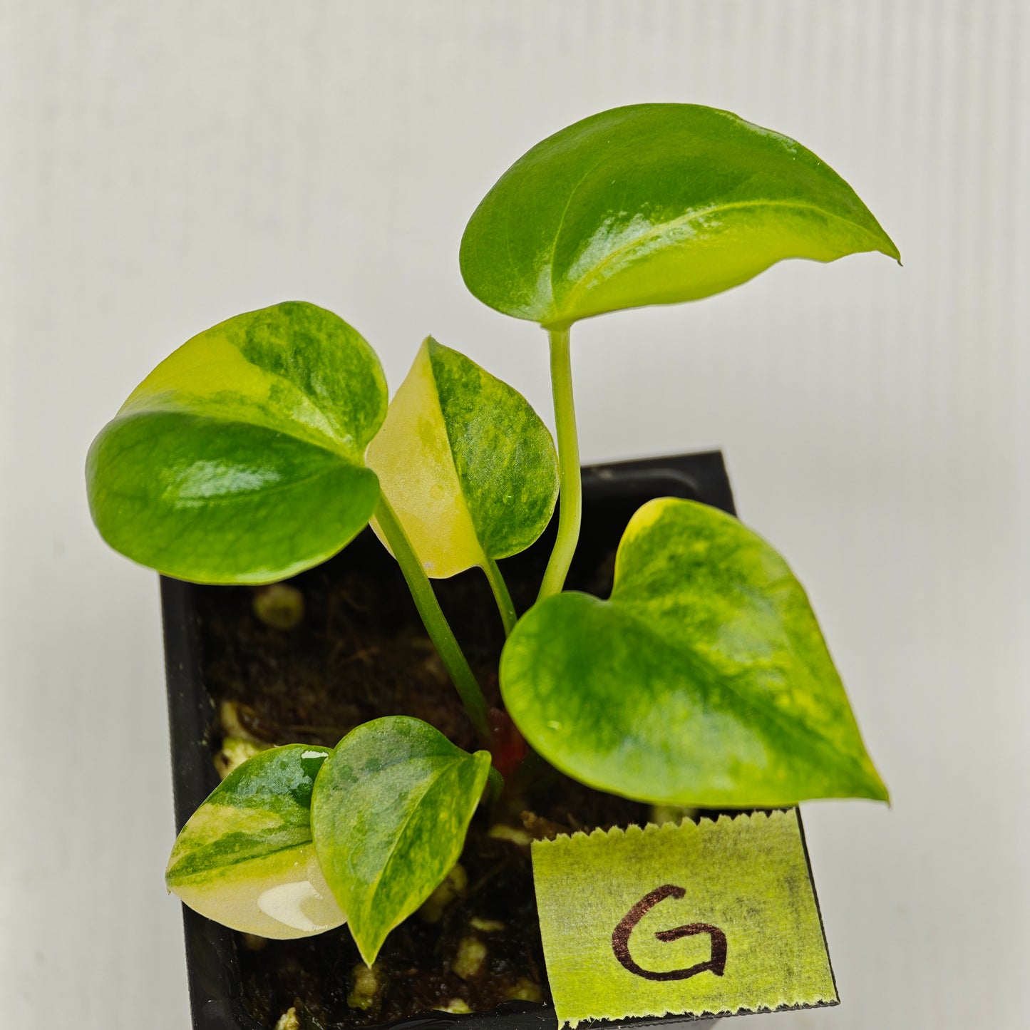 Anthurium Foliage Wave of Love Aurea Variegated