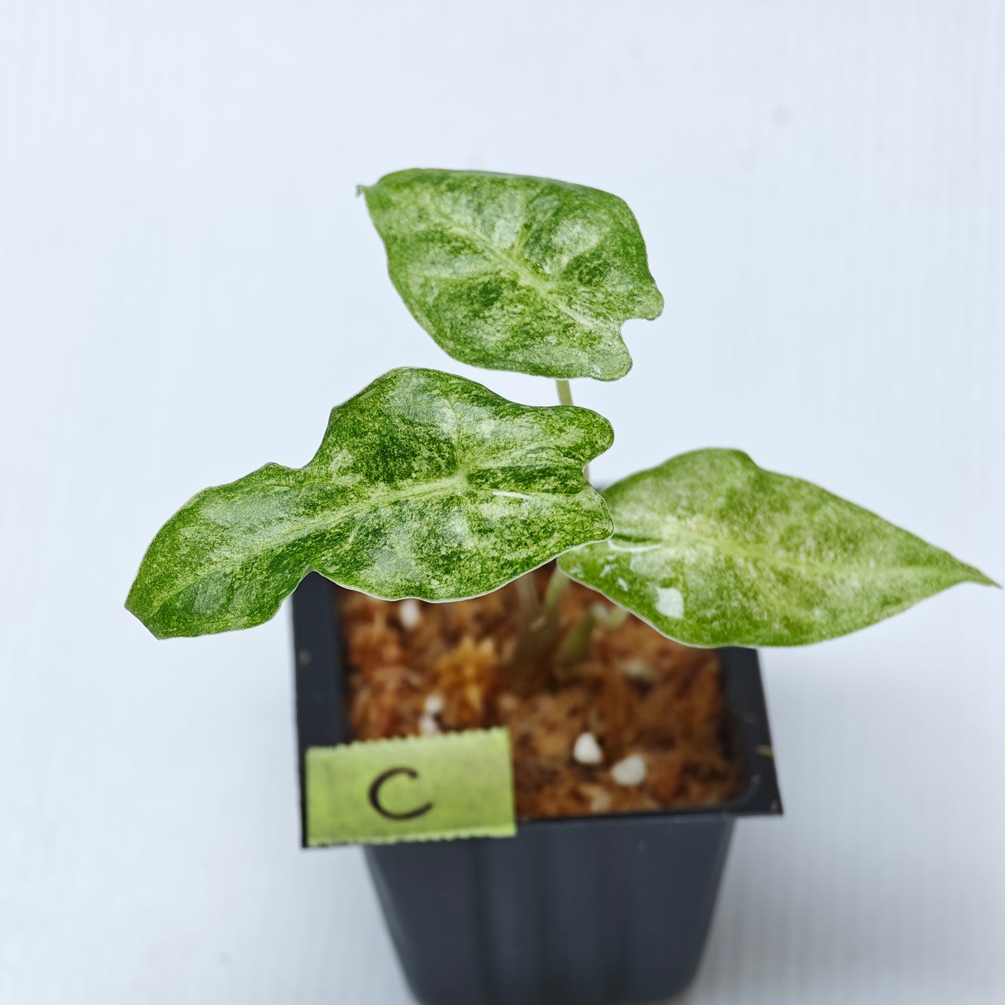 Alocasia Black Satun Pink Stardust