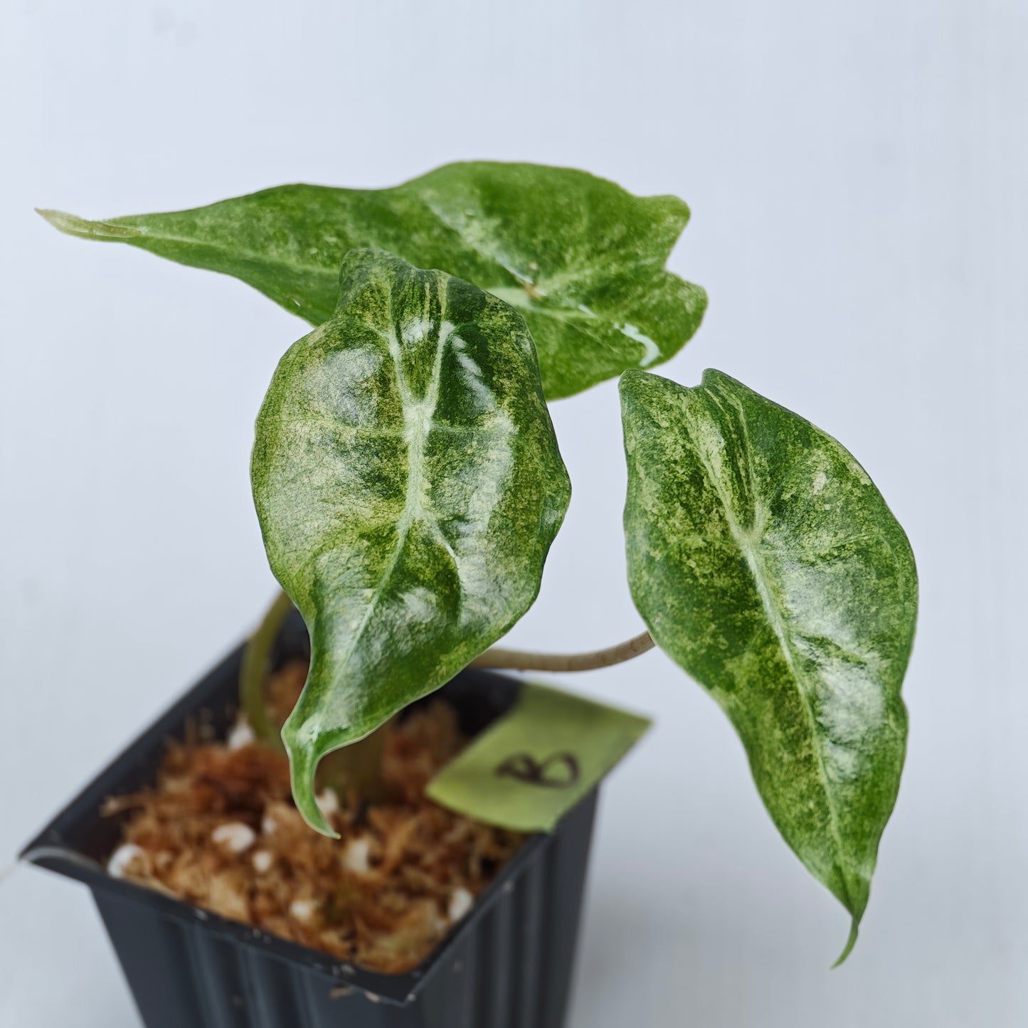 Alocasia Black Satun Pink Stardust