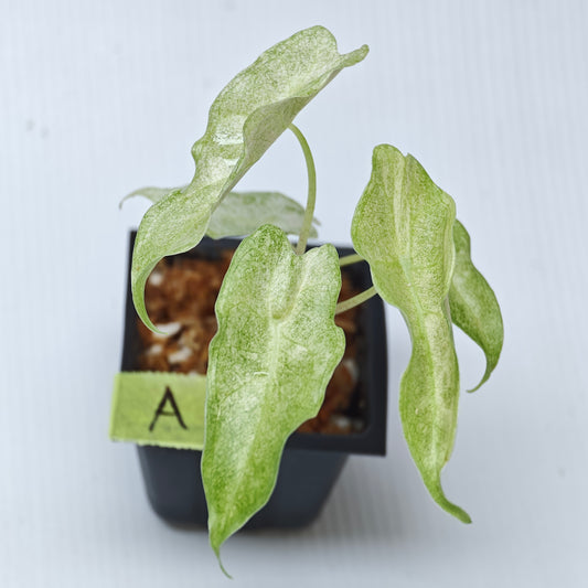Alocasia Black Satun Pink Stardust