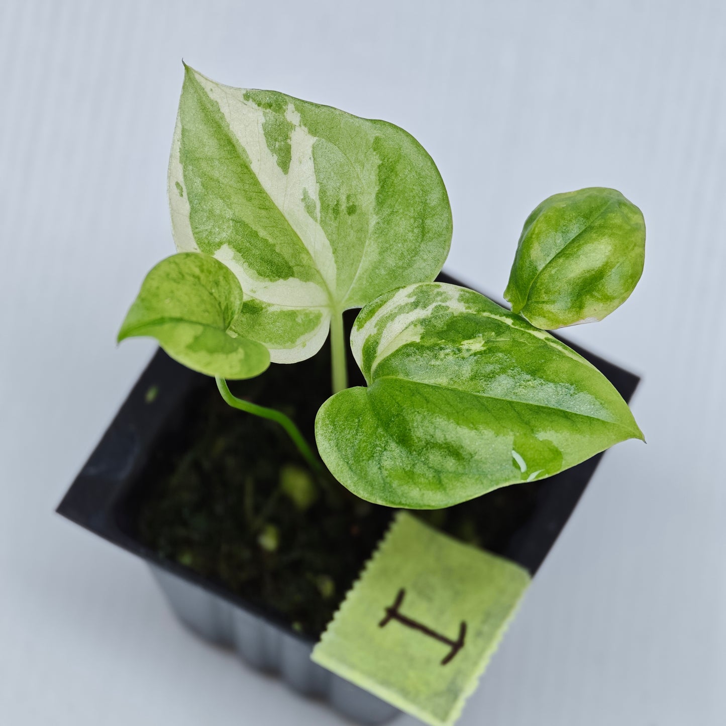 Anthurium Foliage Hybrid Green on Green Variegated