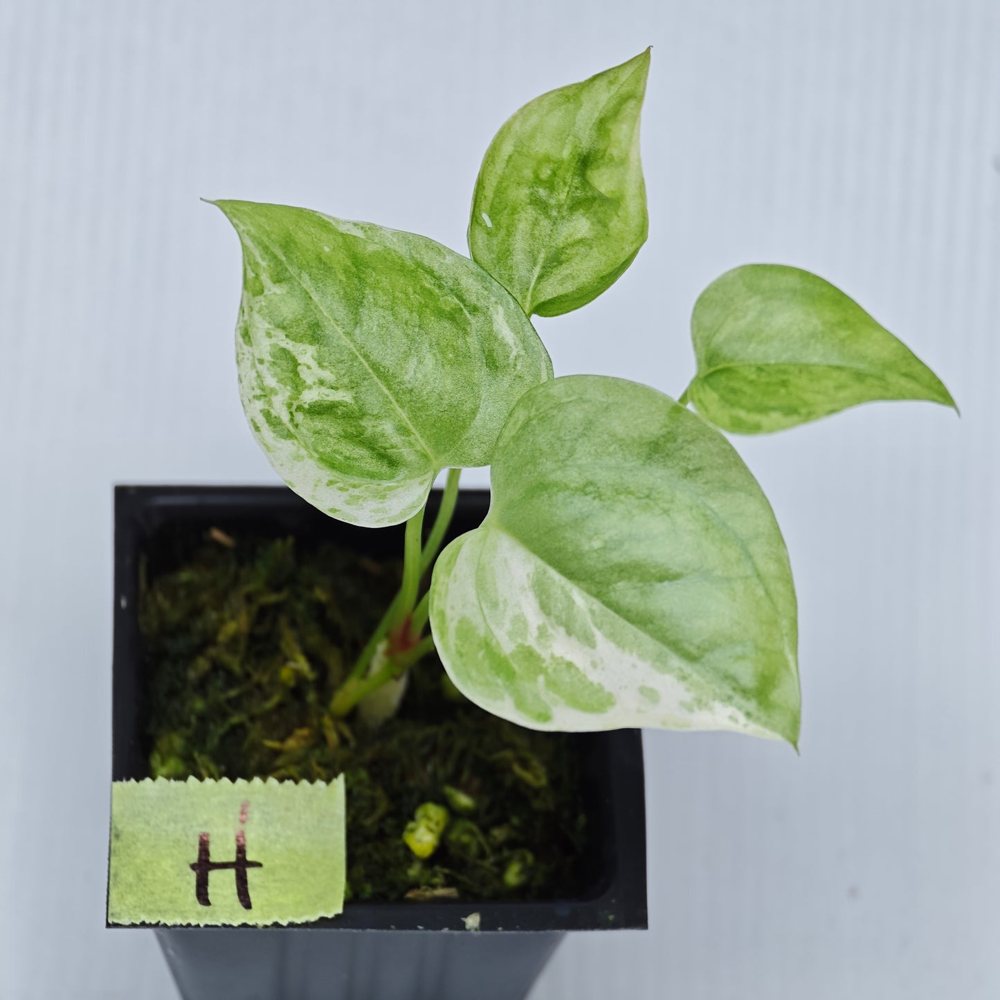 Anthurium Foliage Hybrid Green on Green Variegated