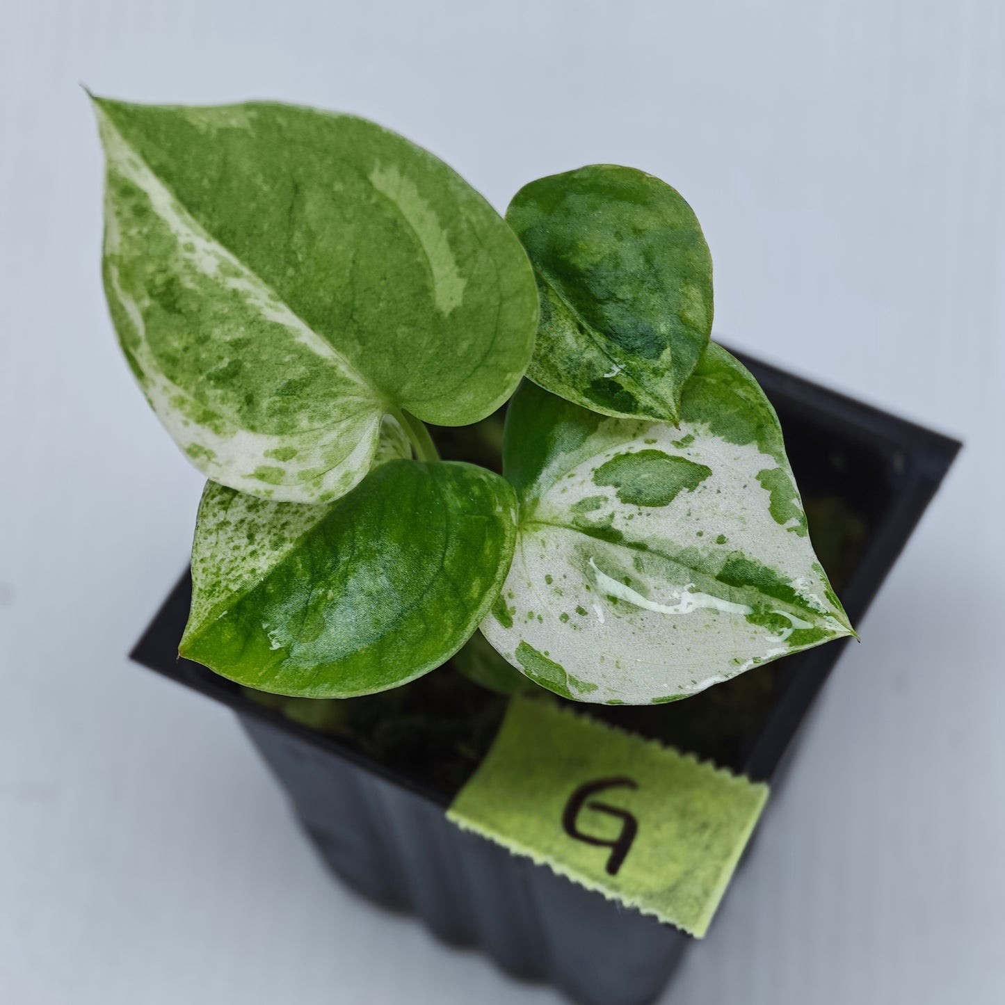 Anthurium Foliage Hybrid Green on Green Variegated