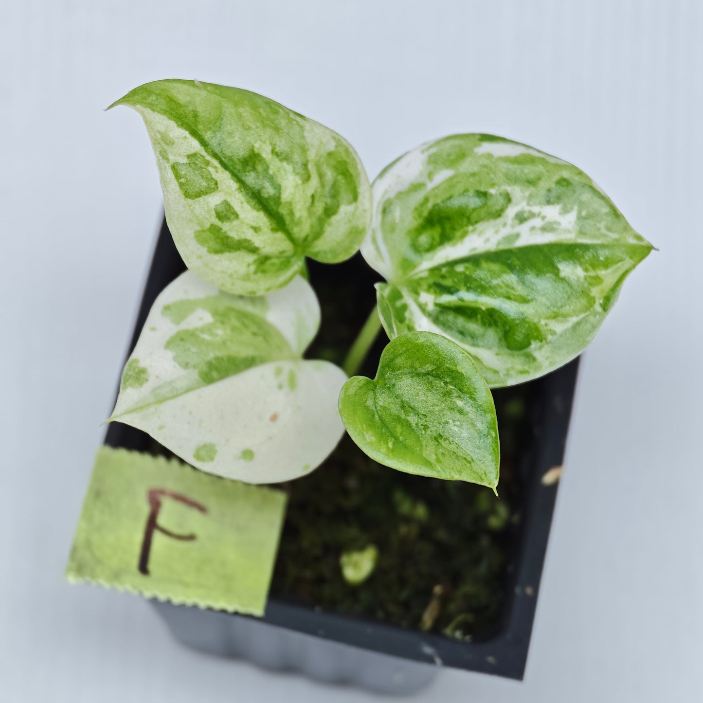 Anthurium Foliage Hybrid Green on Green Variegated