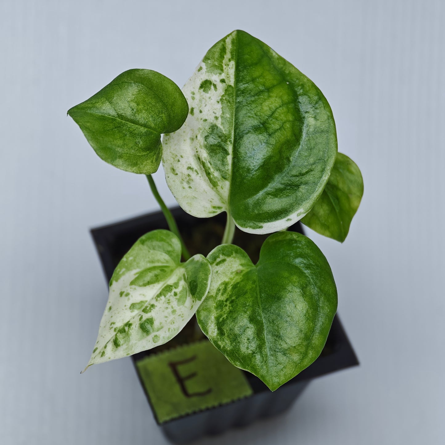 Anthurium Foliage Hybrid Green on Green Variegated