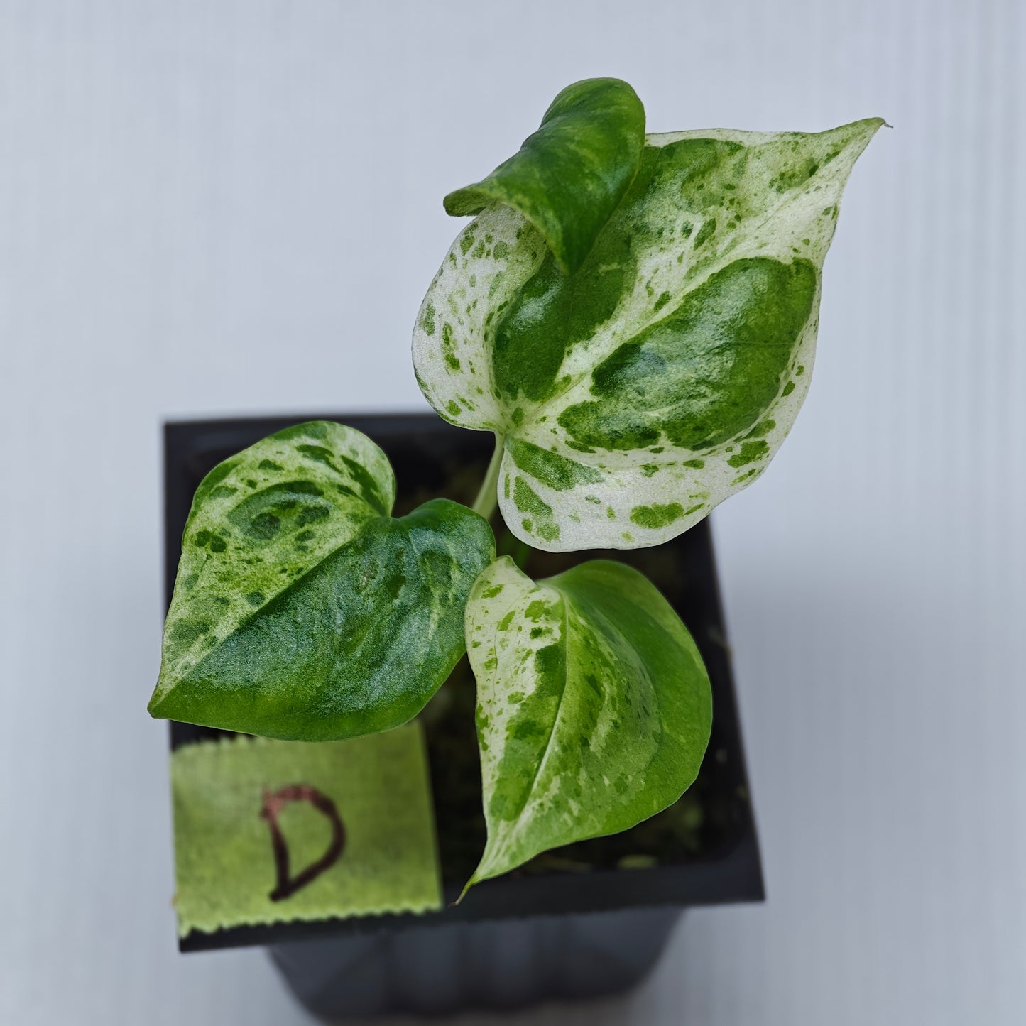 Anthurium Foliage Hybrid Green on Green Variegated