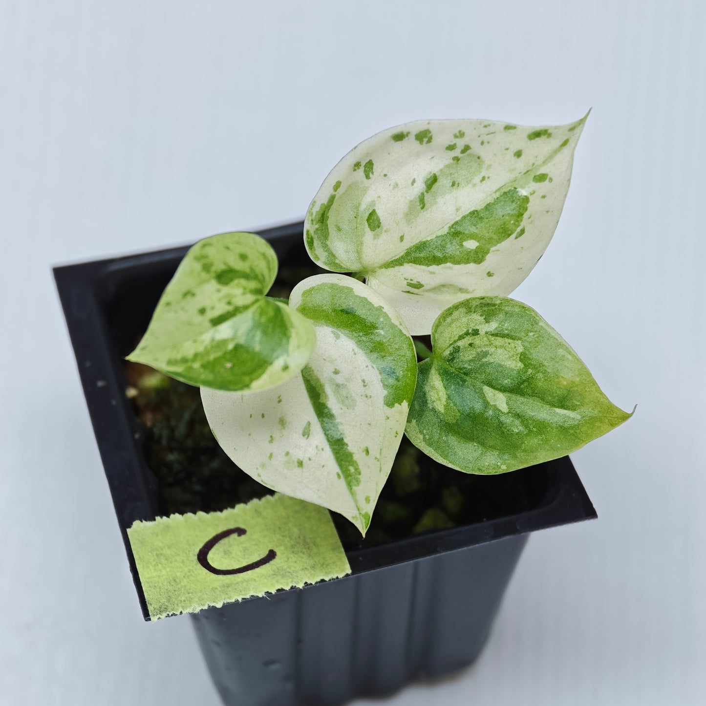 Anthurium Foliage Hybrid Green on Green Variegated