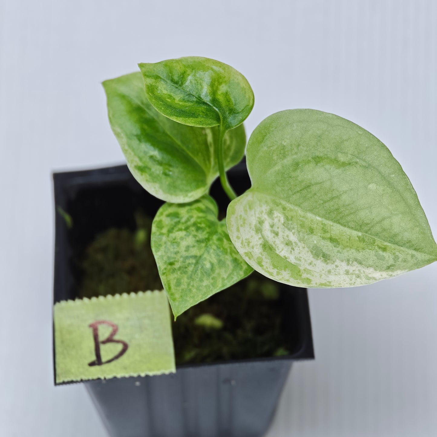 Anthurium Foliage Hybrid Green on Green Variegated