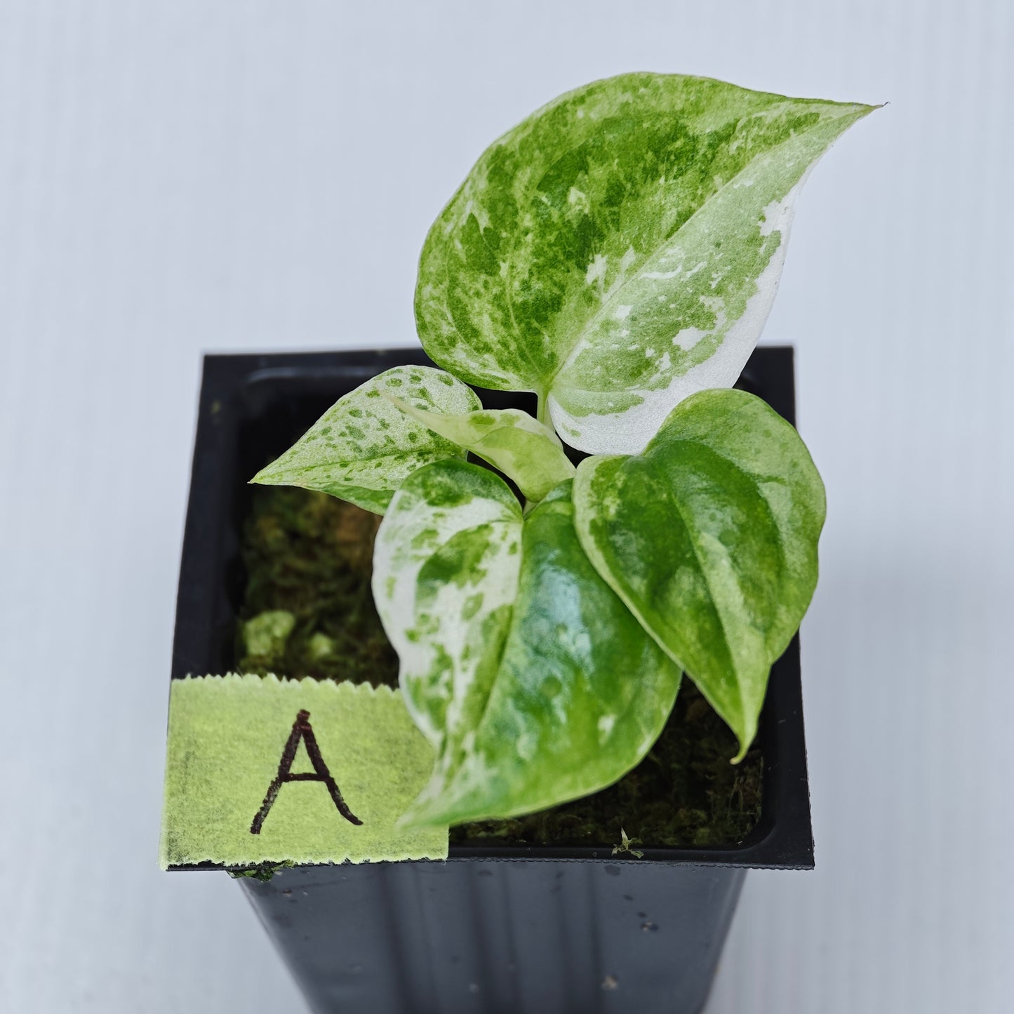 Anthurium Foliage Hybrid Green on Green Variegated