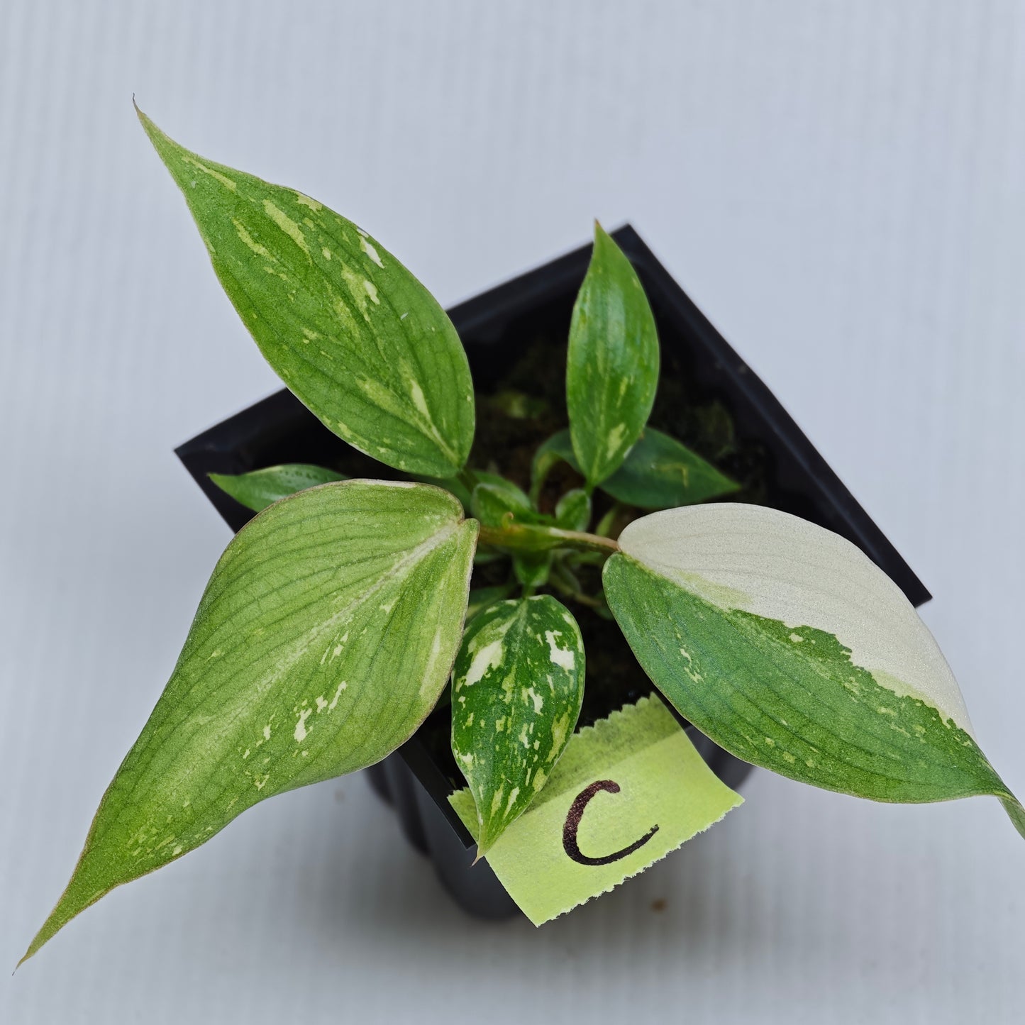 Philodendron gloriosum Tricolour Variegated