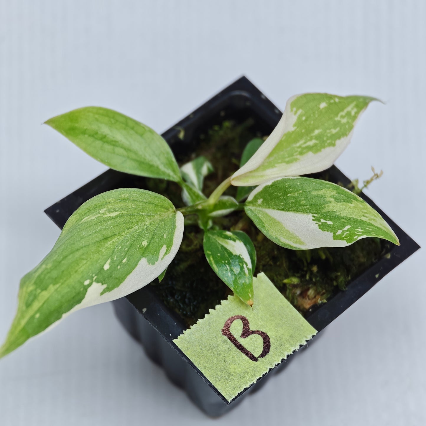 Philodendron gloriosum Tricolour Variegated