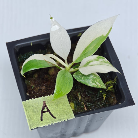 Philodendron gloriosum Tricolour Variegated