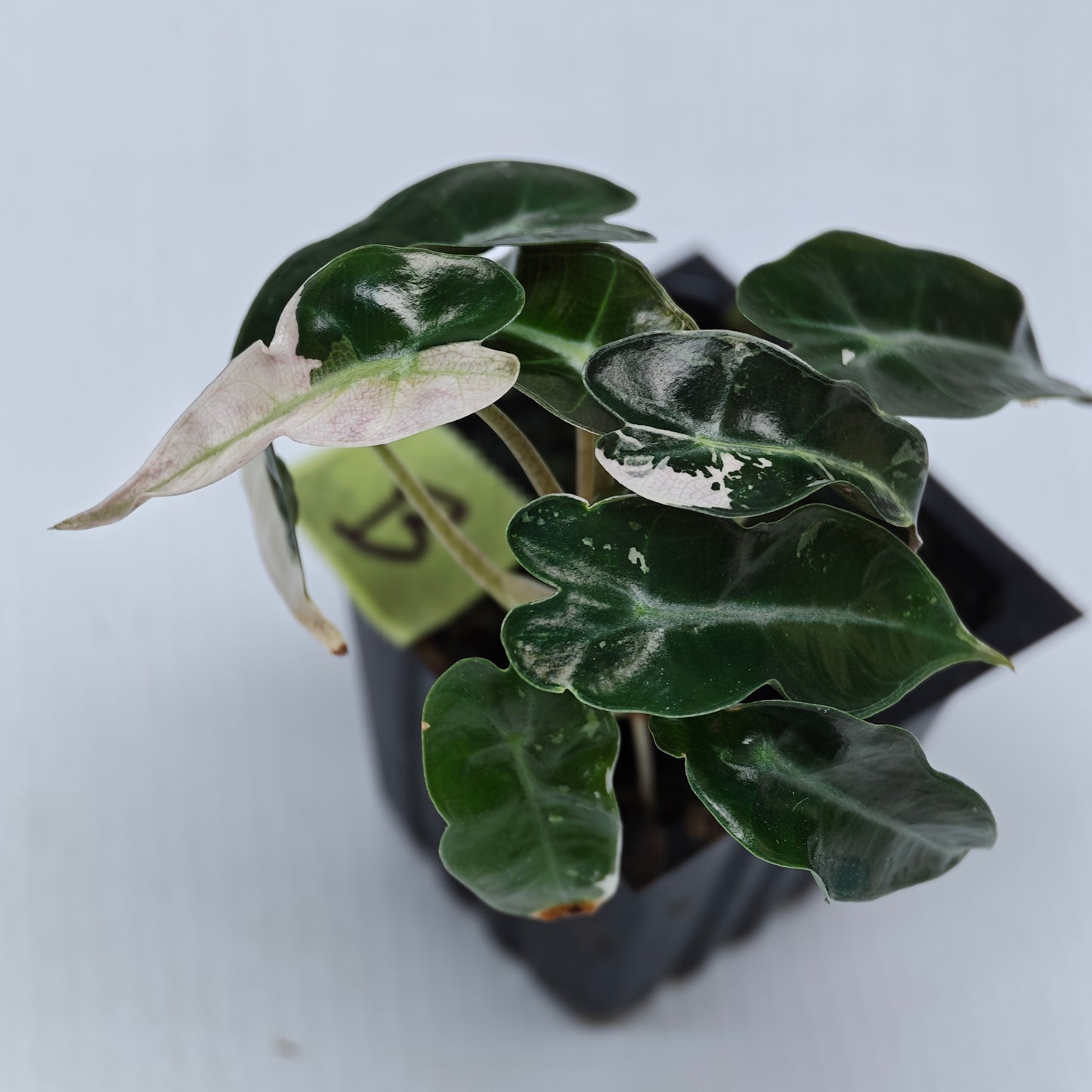 Alocasia Pink Swirl variegated