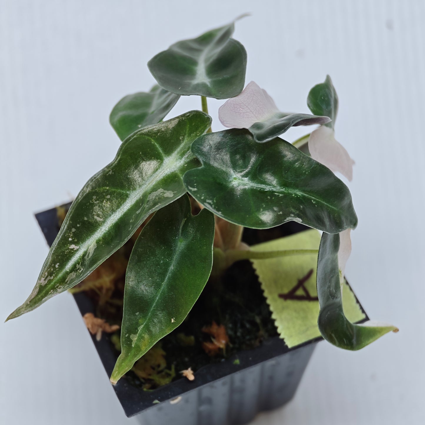 Alocasia Pink Swirl variegated