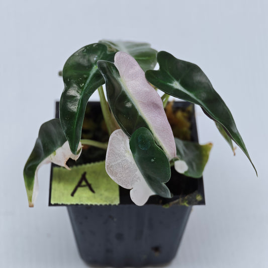 Alocasia Pink Swirl variegated