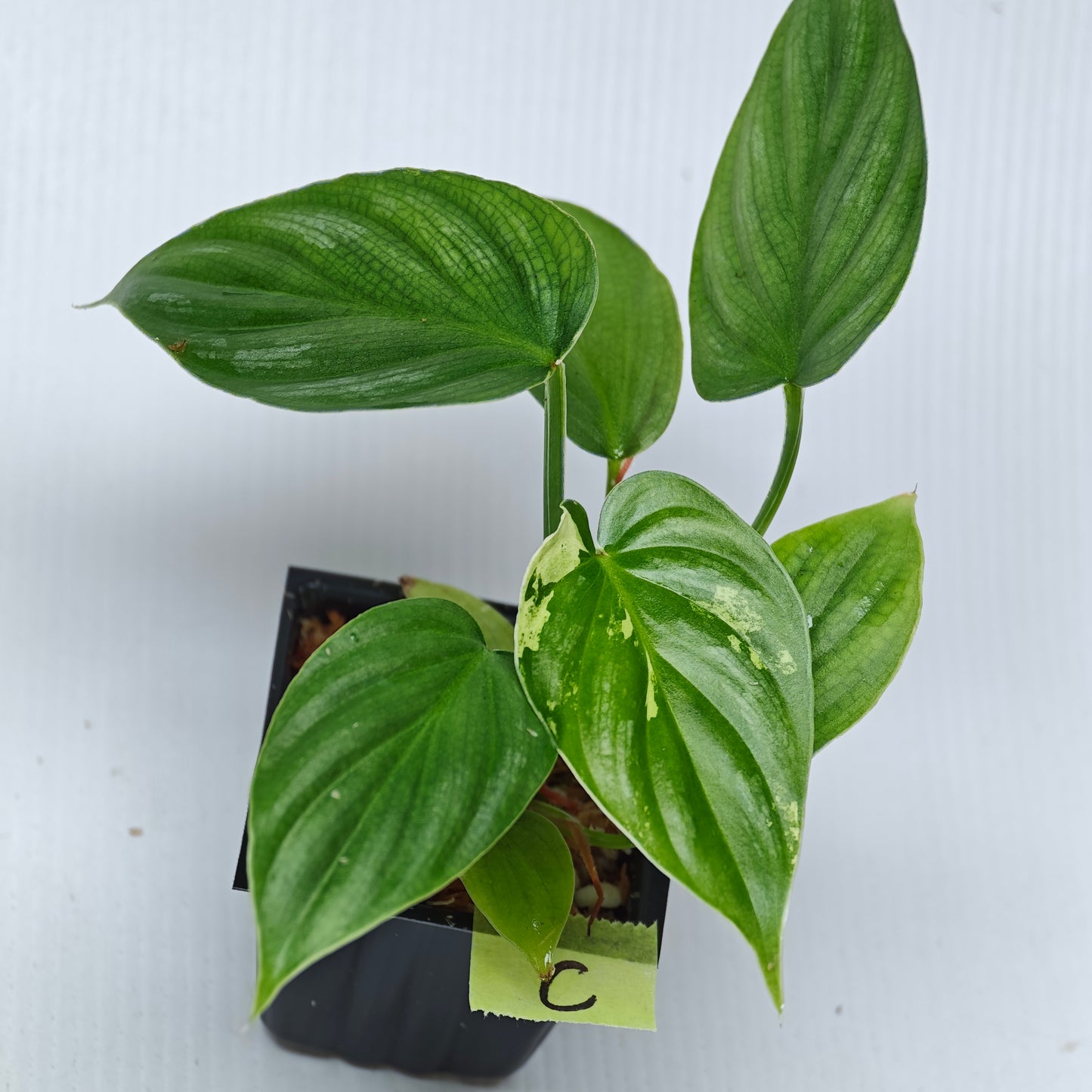 Philodendron plowmanii Variegated