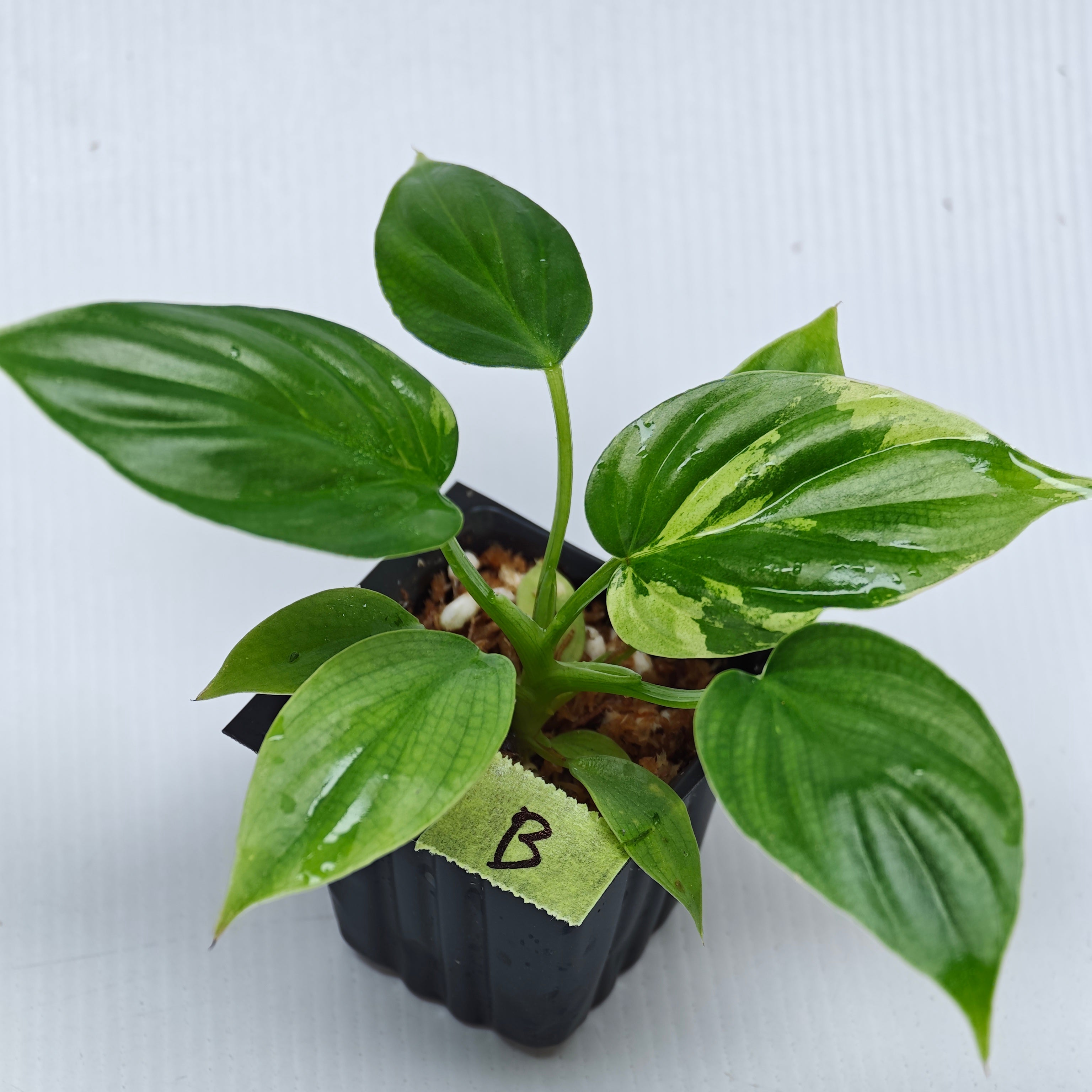 Philodendron plowmanii Variegated – Flora Magnifica Australia