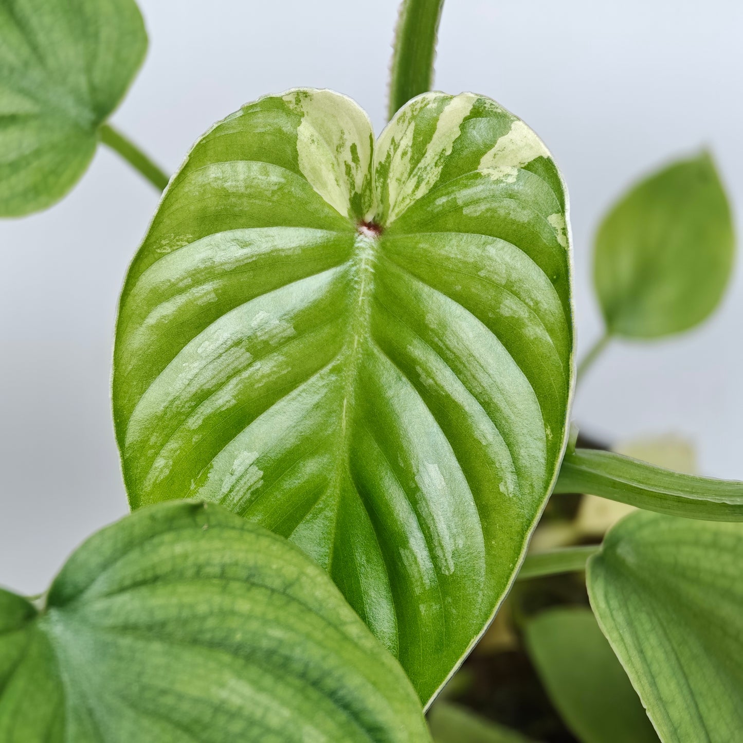 Philodendron plowmanii Variegated