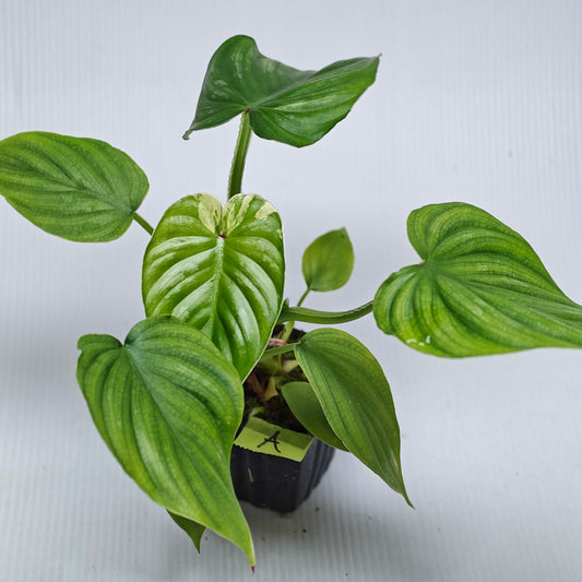 Philodendron plowmanii Variegated