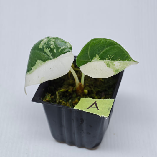 Alocasia Maharani Albo Variegated