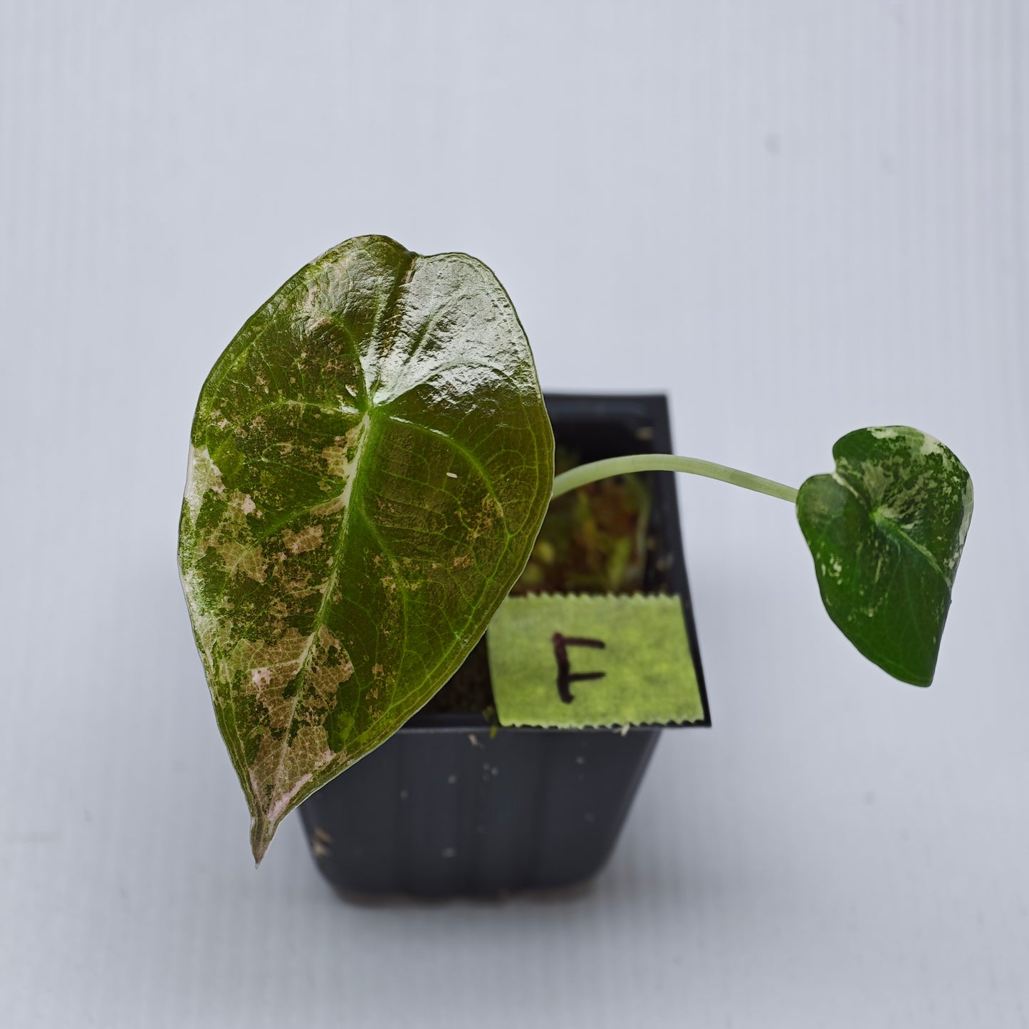 Alocasia sedenii Pink Variegated