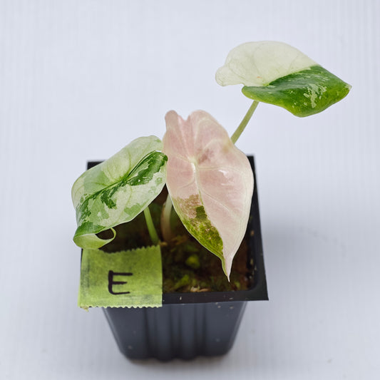 Alocasia sedenii Pink Variegated