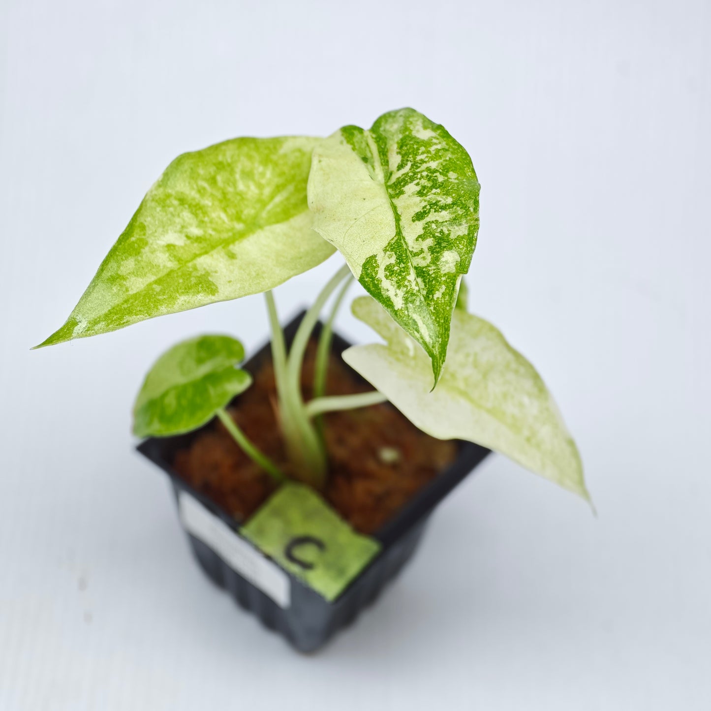 Alocasia longiloba Mint Thai Cons