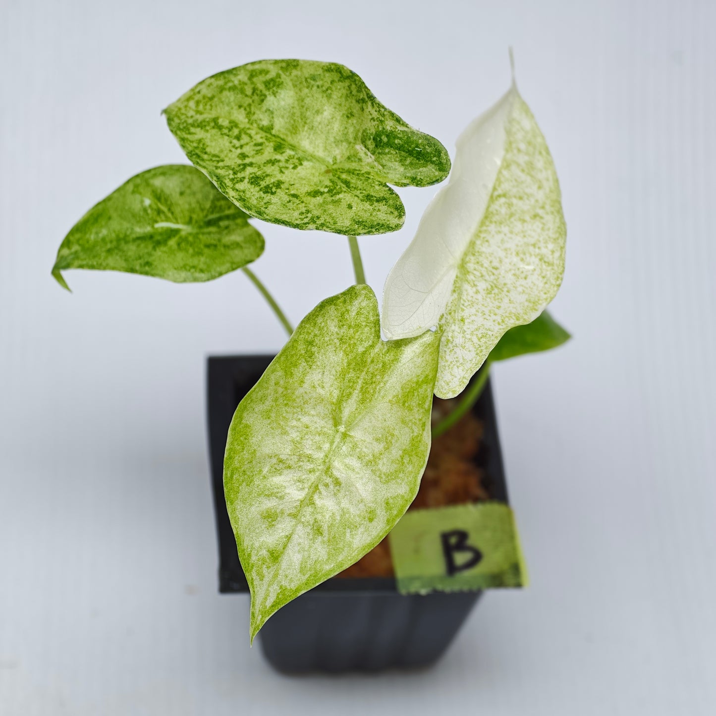 Alocasia longiloba Mint Thai Cons