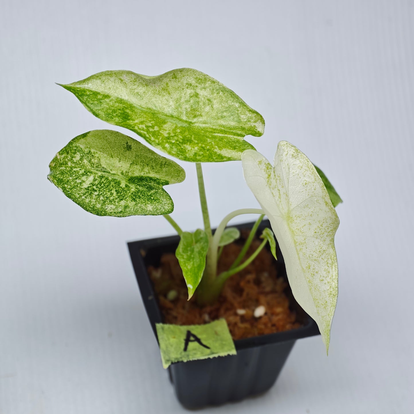 Alocasia longiloba Mint Thai Cons