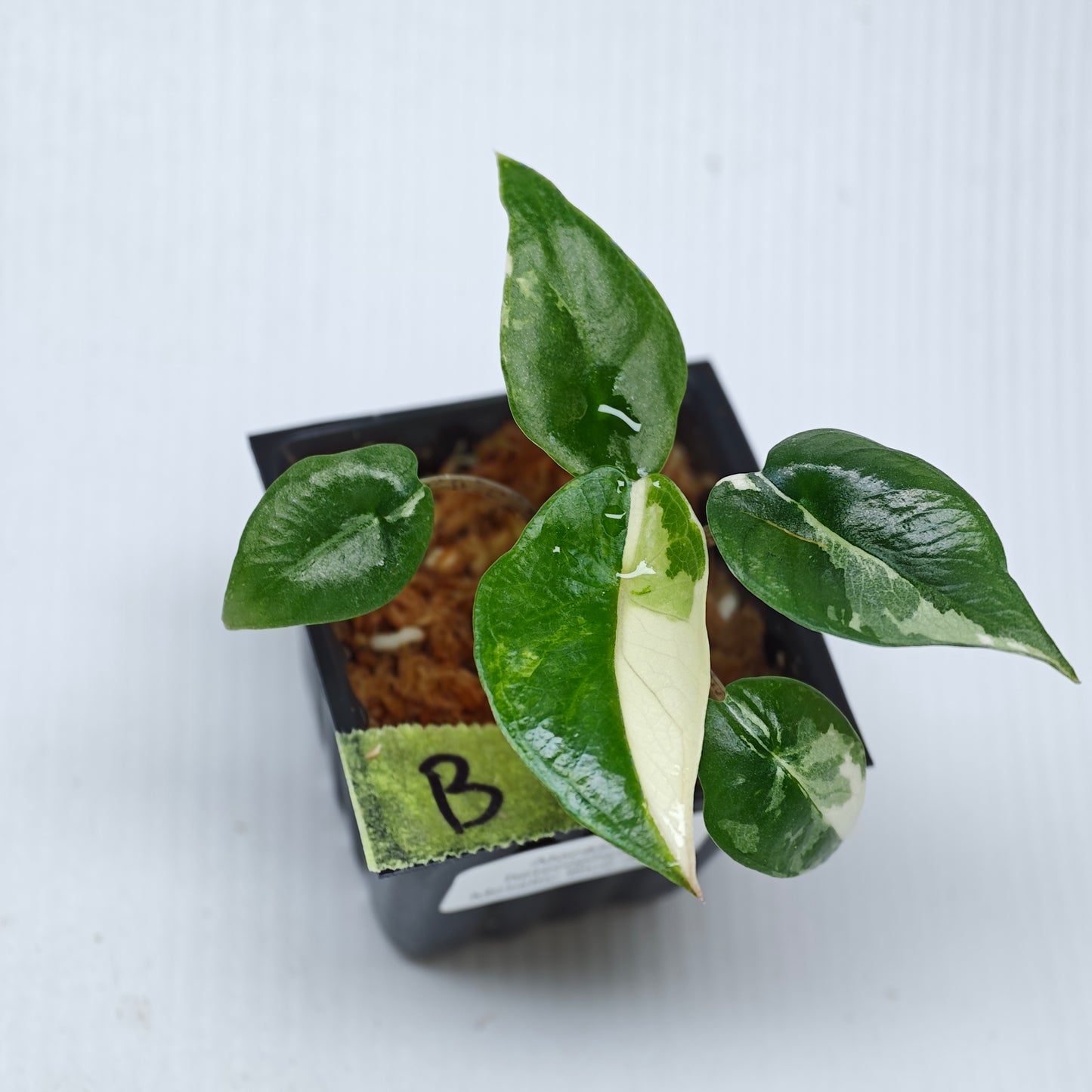 Alocasia Metallic Blue Albo Variegated