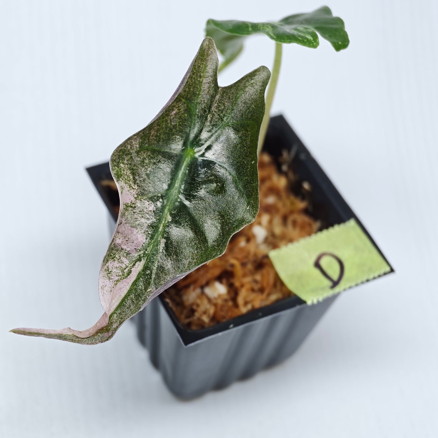 Alocasia Venom Pink Variegated