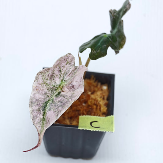 Alocasia Venom Pink Variegated