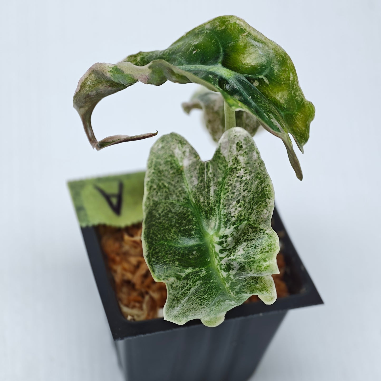 Alocasia Venom Pink Variegated