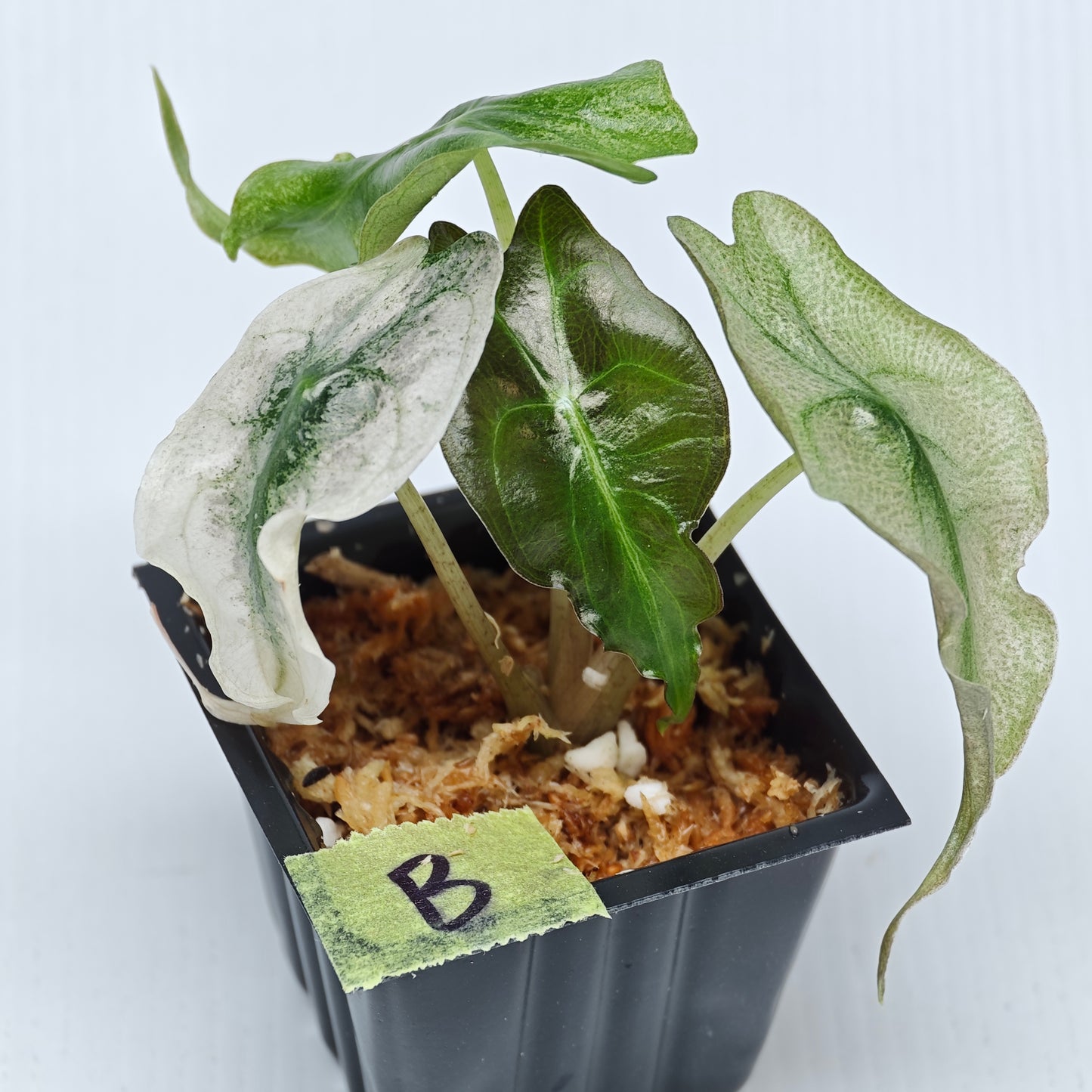 Alocasia Venom Pink Mint