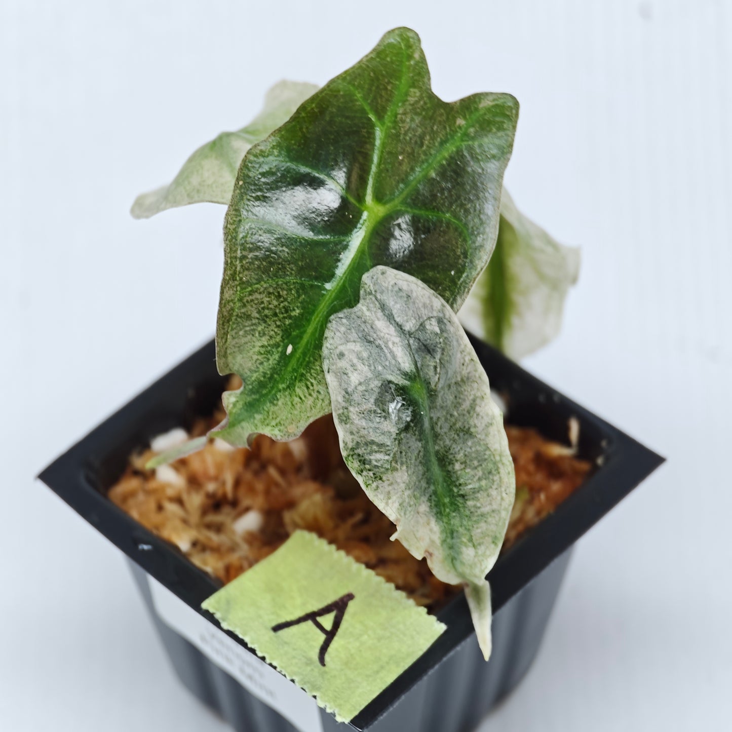 Alocasia Venom Pink Mint
