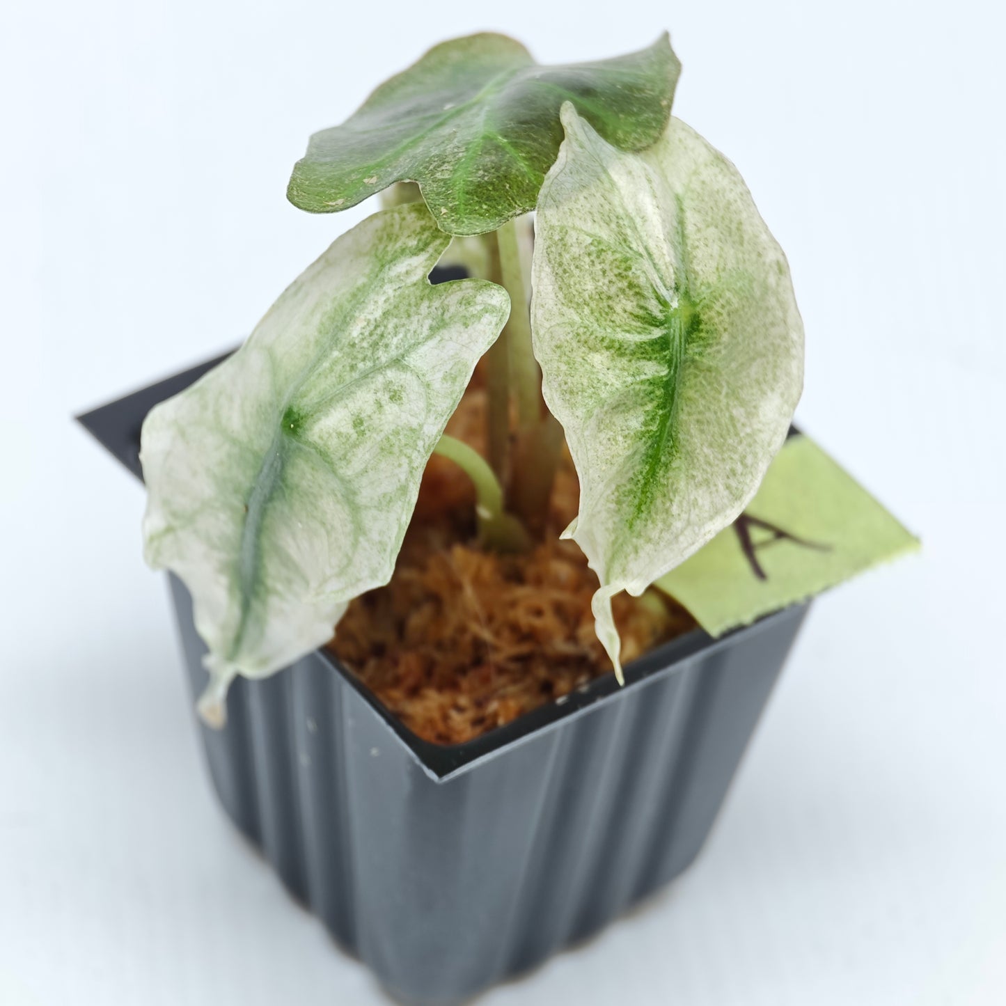 Alocasia Venom Pink Mint