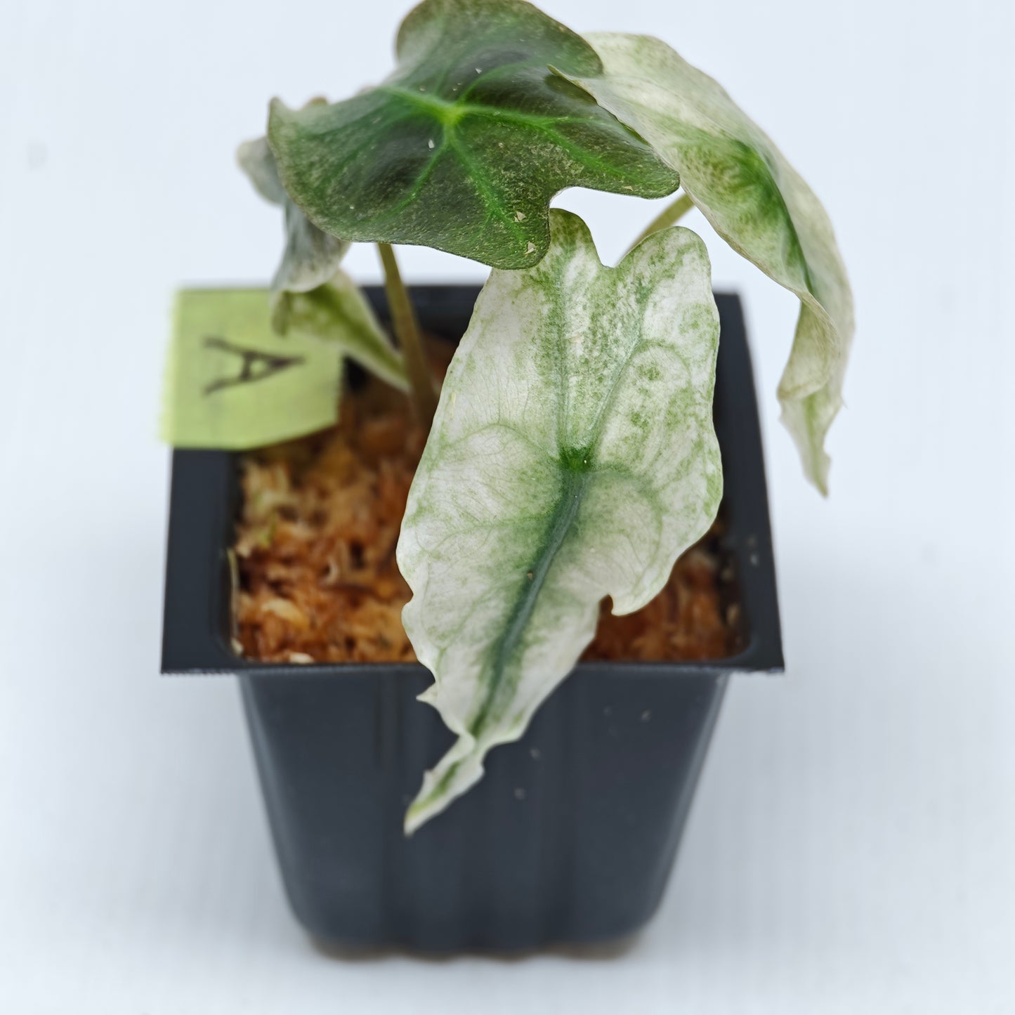 Alocasia Venom Pink Mint