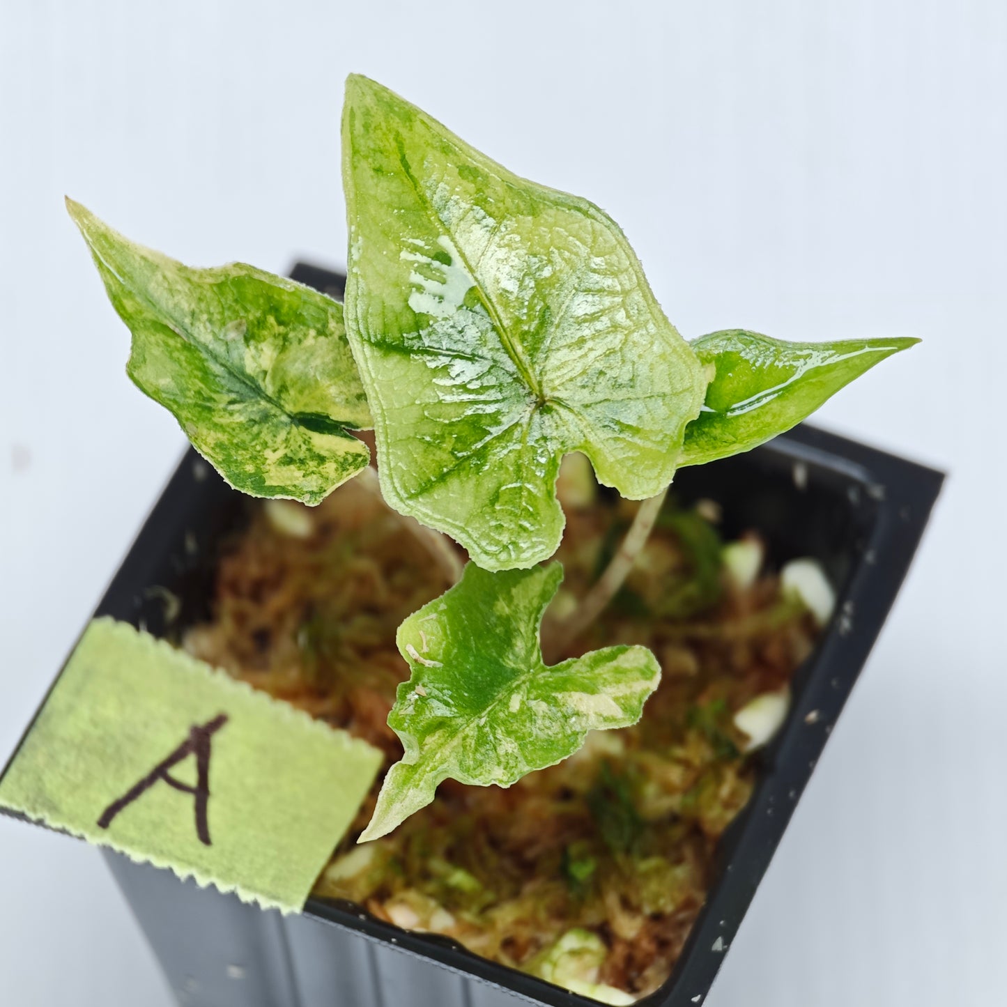 Alocasia Jacklyn Aurea Variegated